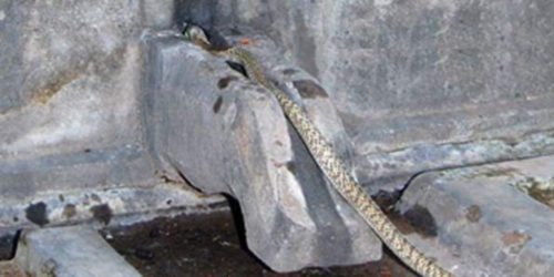 36 गढ़ जंगल