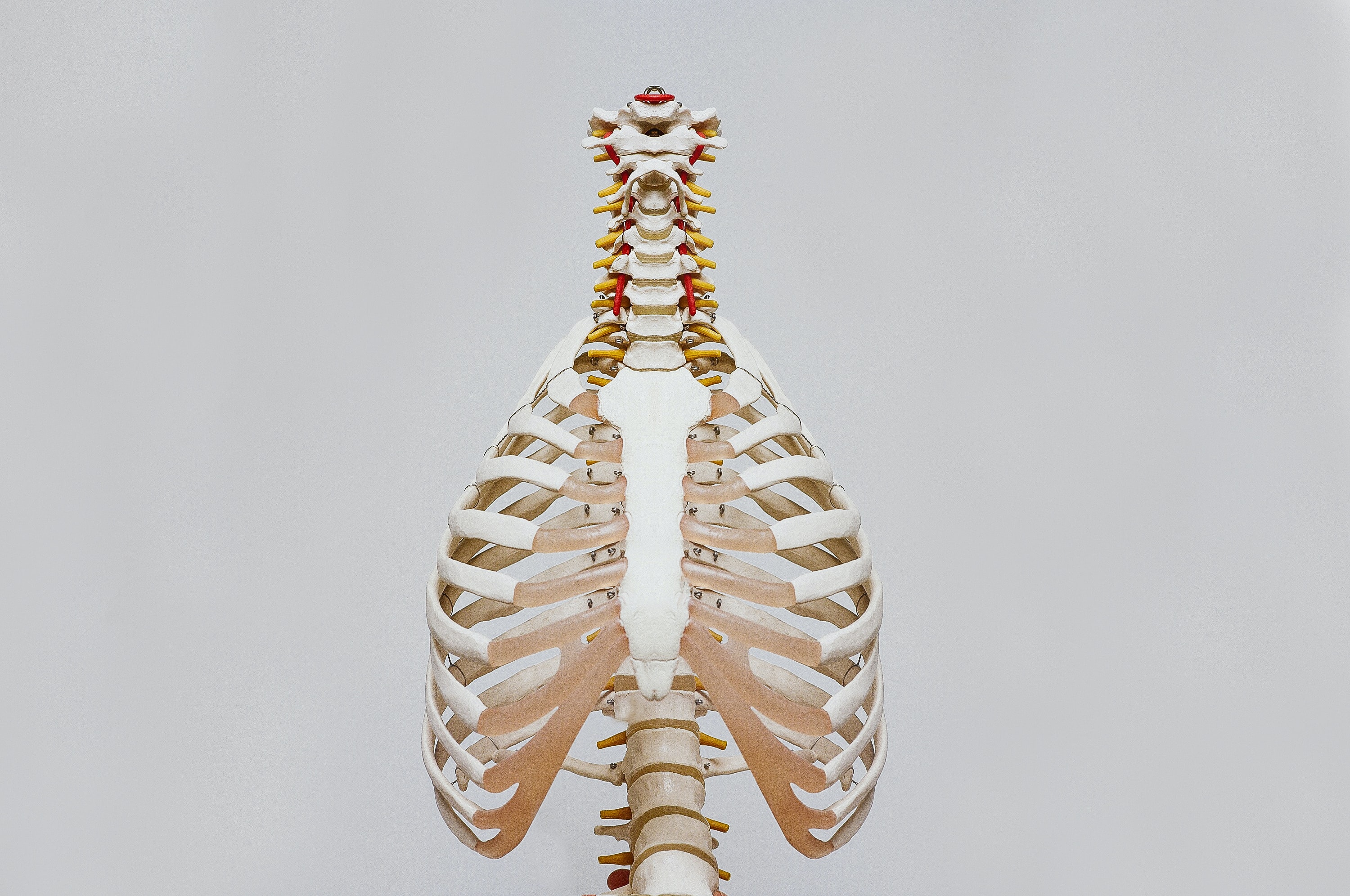 ऑस्टियोकेल्सिन हड्डियों को बनाता है- मजबूत….