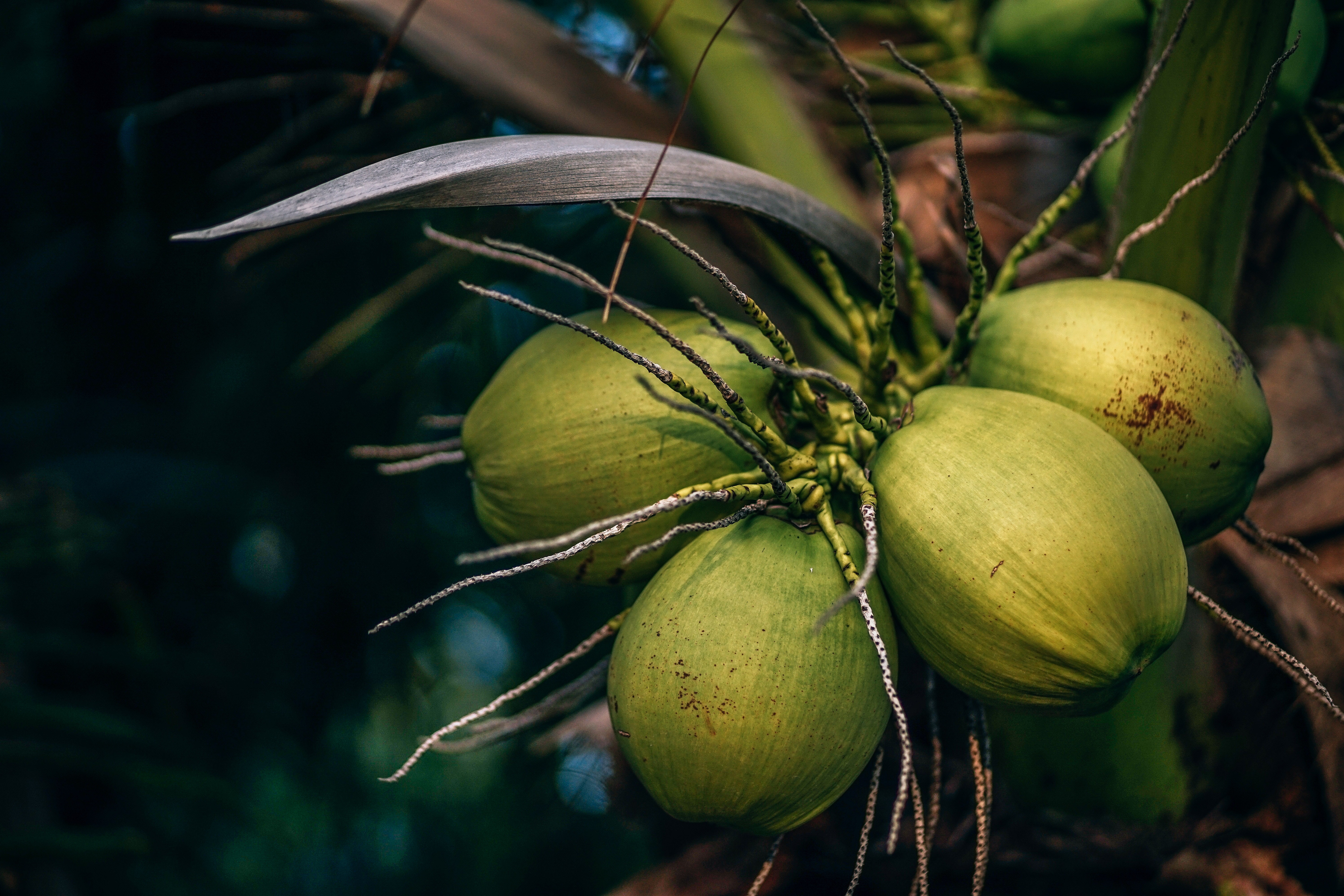 कौन-कौन सी बीमारियां दूर होती हैं नारियल के पानी से ?